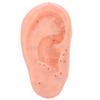 Ear Reflex Zone Model Human Ear Acupuncture Point Massage Model for Teaching Learning