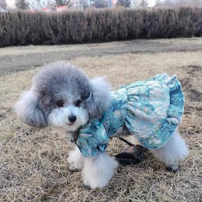 Масляная живопись маленькая принцесса одежда для питомца плюшевый осеннее платье юбка средняя и большая собака кукла кошачье платье платье принцессы для собаки