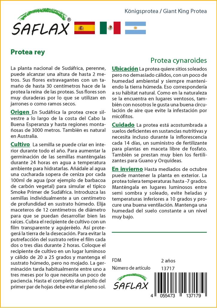 SAFLAX Giant King Protea - 5 семян - С горшечным субстратом для лучшего выращивания - Protea cynaroides