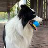 Pet Dog Toy Interactive Rubber Squeaky Ball Dog Toy Bite-resistant High Bounce Puppy Ball Interactive Playing for Dogs Toys