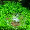 Transparent Snail Trap Catcher Snail Removal Device Planaria Pest Catch Box Fish Tank Cleaning Tool