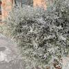 Yunnan Lover's Grass Dried Flowers 1kg - Natural Air-Dried Floral Decoration