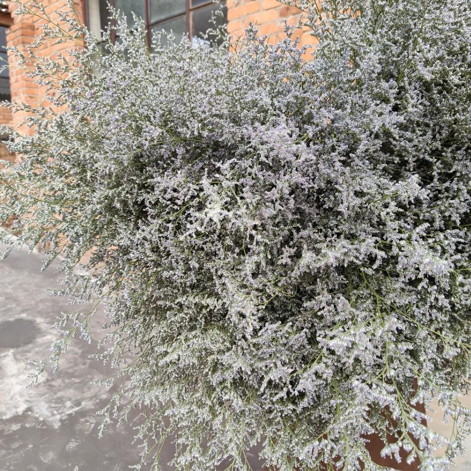 Yunnan Lover's Grass Dried Flowers 1kg - Natural Air-Dried Floral Decoration