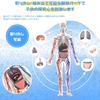 HYEANHLPYE Игрушка-модель человеческой анатомии, Прозрачная модель кровеносных сосудов всего тела человека, Манекен, Съемные органы и модель скелета, Разборная ПУ