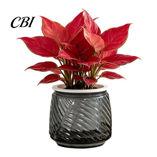 Durable Plastic Planter Self Watering with Wick Rope for Indoor Plants, Double Layer Easy Care Plant Pot Transparent Hydroponic Planter, Decorative