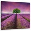 Картина на холсте Лавандовое поле с деревом