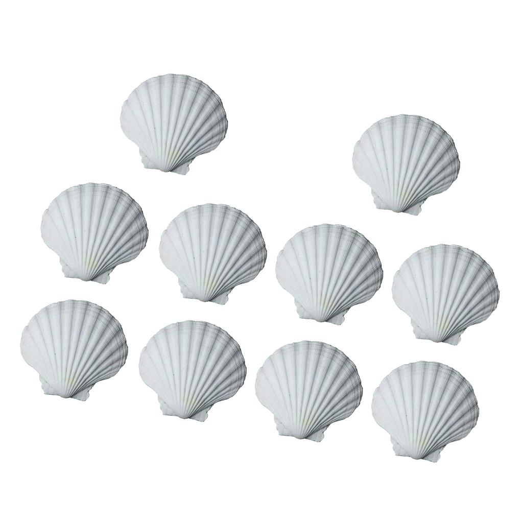 10pcs DIY White Seashells Perfectly For Handcrafting And Painting Activities For Kids And Adults House Decoration