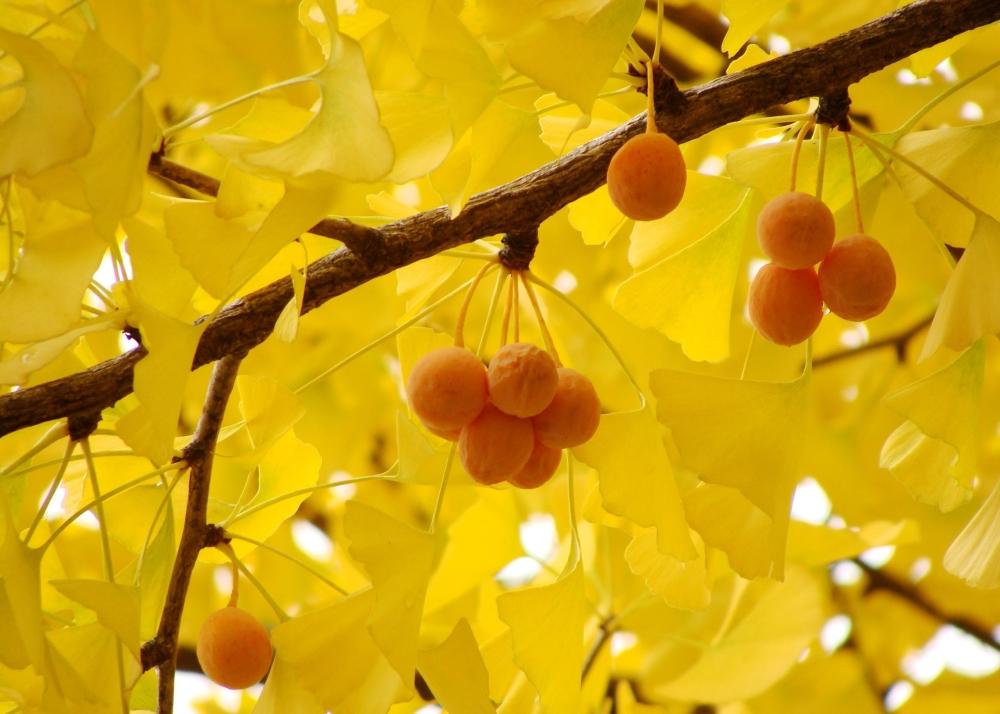 SAFLAX Авичий волос - 4 семени - Гинкго двулопастный