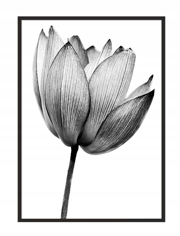 Picture poster In a frame 53x73 cm Flower P1038