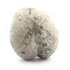 Fossil Sea Urchin - Stones and Minerals - Toxaster Amplus - 127.15 Ct - Certificate of Authenticity - Claix, Isère