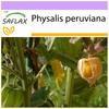Капский крыжовник / Перуанская вишня - 100 семян - Physalis peruviana