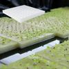 100-500 шт. Гидропонные губки Садовый инструмент Квадратные Безземельное выращивание Рассада Растений Теплица Губка Рост Бутонов Овощей