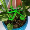 Plant Stem Support Alocasia Monstera Leaf Support Vine Clips Grow Plants And Upright Healthier N6K7