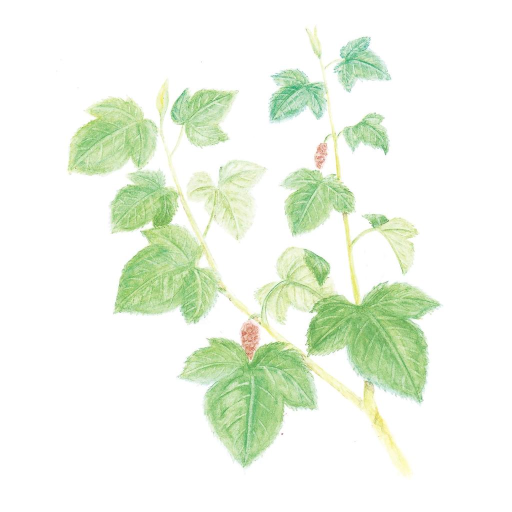 Чай из листьев шелковицы Yamamoto Kampo Pharmaceutical 3 г X 20 ч 100%