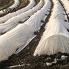 Уличный защитный от мороза лист, Покрывало-чехол для садовых растений, Одеяло, Дышащий нетканый материал для растений, Рассада, Овощи, Выращивание