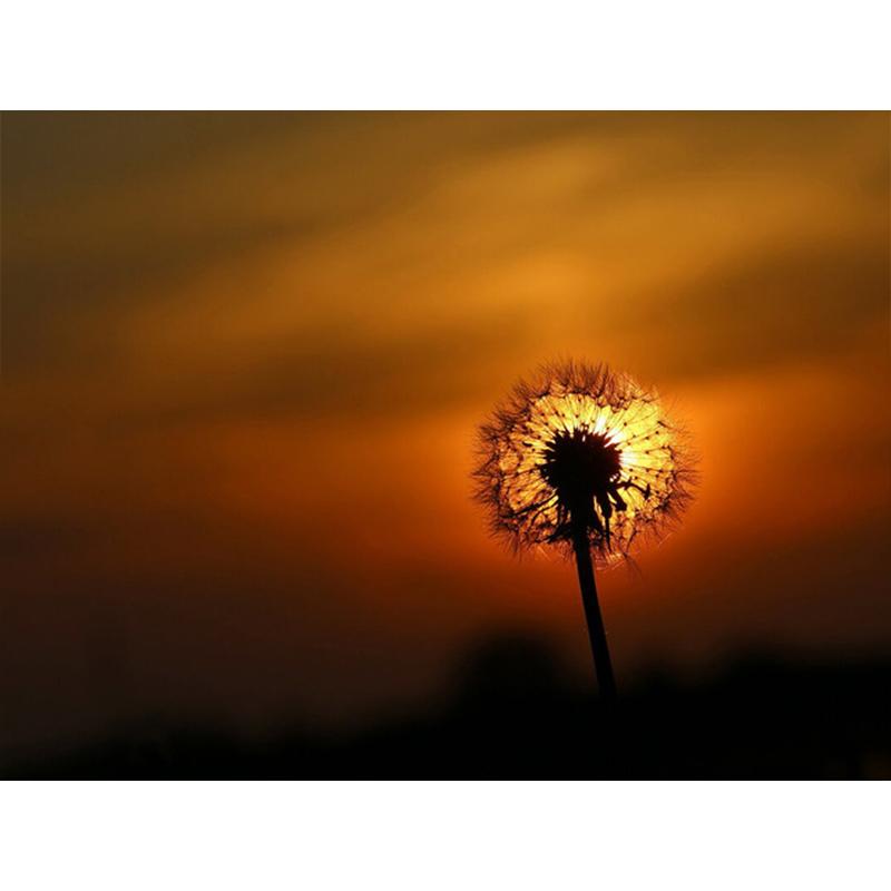 Diamond Painting Dandelion Full Square Mosaic Art Sunset Diamond Embroidery Landscape Picture of Rhinestone Home Decor