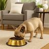 Stainless Steel Pet Feeding Bowl Gold Plated Cat Food Dish Anti-fall Dog Food Basin  for Feeding