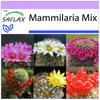 Mammillaire Mix - 40 семян - Mammilaria Mix