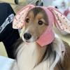 Dog Hat Autumn Winter Windproof Warmth Cover Cute Rabbit Ears Knitted Pet Cap Pink Ins Dogs Headwear New  Kitten Puppy Earmuffs