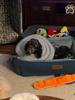 Waterproof Recovery Collar for Cats & Dogs: Anti-Licking Neck Cone, Enlarged & Deepened for Large Pets.