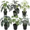 Искусственное растение в горшке Реалистичное искусственное зеленое растение Долговечное горшечное растение Монстера