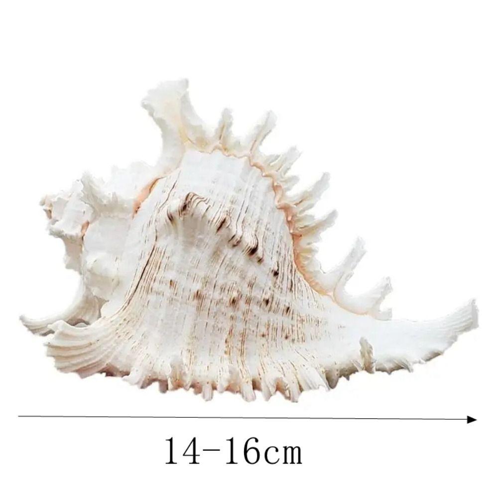Large Natural Large Conch Shell 10-16cm Conch Shells Crafts Statue Fish Tank Decor  Home