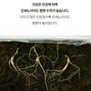 8-year-old Wild Ginseng Containing the Spirit of Gangwon-do