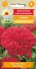 Tall Aster Chrysanthemum Flame Red Flower Seeds 1g for the Garden