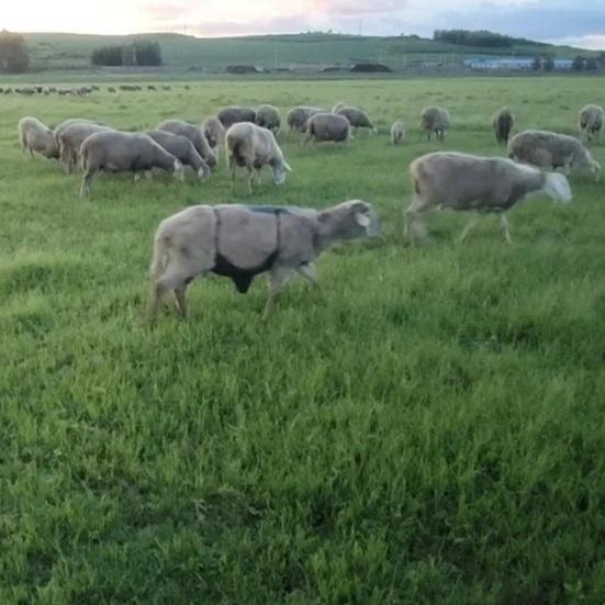 Goat Apron Anti Breeding Sheep Skirt Anti Mating Goat Skirt Livestock Clothing with Adjustable Strap for Goats And Sheep Breeding Control