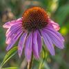100 Purple Echinacea Seeds (Echinacea Purpurea)