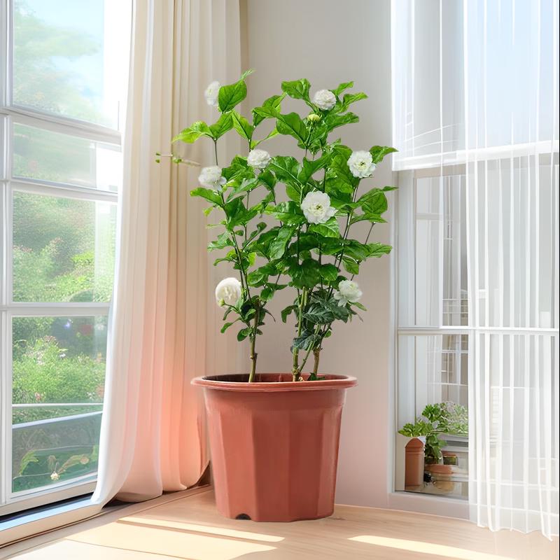 Changbaosen Tiger Head Jasmine Potted Plant