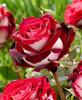 50 Seeds ROSA OSIRIA Fresh Seeds