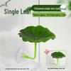 Betta Fish Resting Leaf: Lazy Leaf Perch, Hide & Simulate Spawning in Small Tanks
