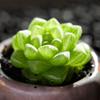 Crystal Succulent Set: Haworthia Genus Green Potted Plants for Newbies