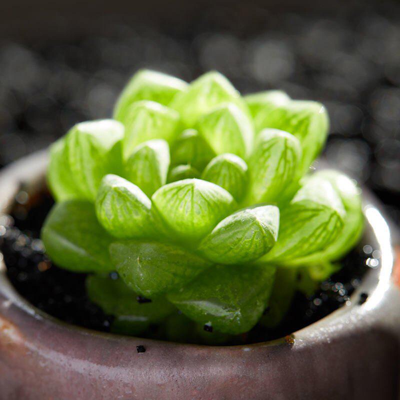 Crystal Succulent Set: Haworthia Genus Green Potted Plants for Newbies