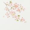 Daikoku Kogyo Table Cherry Blossom 26 x 38 100 Paper "Commercial Use" Mats, Design, cm, Sheets, High-Quality