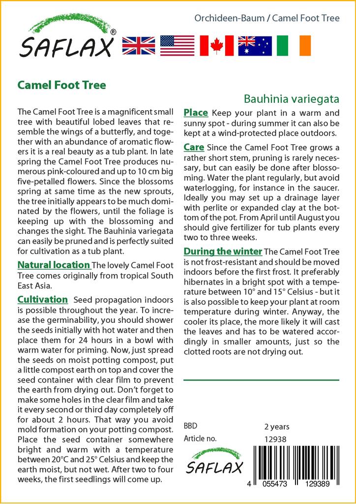 SAFLAX Дерево верблюжьей лапки - 8 семян - Bauhinia variegata