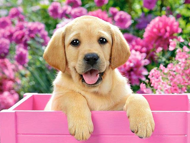 Полный круглый/квадратный алмазная живопись собака 5D DIY животное Алмазная вышивка набор крестиков подарок ручной работы украшение дома