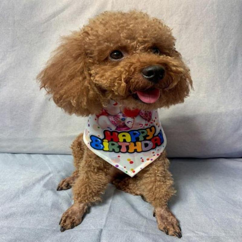 Полотенце со слюной собаки, креативный узор, уникальный шарм, супер мягкий воздушный шар с принтом, полотенце со слюной питомца, Декор для вечеринки в честь Дня Рождения, товары для домашних животных