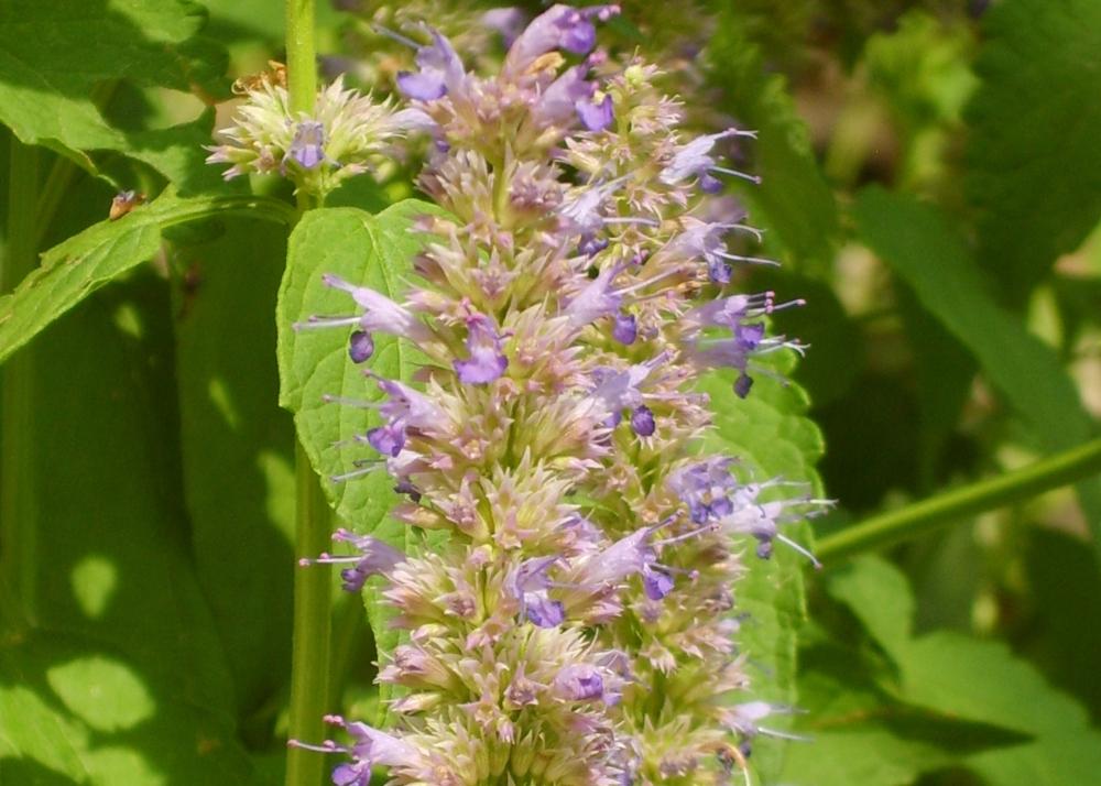 SAFLAX Garden in the Bag - Мята корейская - 1200 семян - С субстратом в подходящем пакете-стойке - Agastache Rugosa