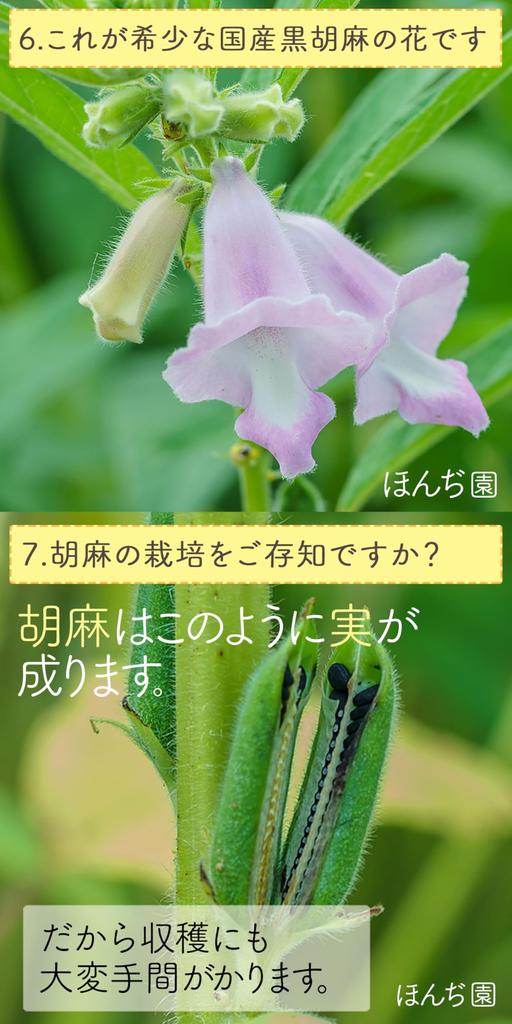 Чай Honjien отечественный черный кунжутный ячменный чай в пакетиках большой емкости полезный чай 5 г x 50 пакетов x 1 пакетик