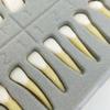 28 Зубов Стоматологический Имплант Стоматологическая Практика Продукт Модель Зубов Стоматологический Постоянный 28 Зубов Обучающая Модель для Изучения Аксессуары