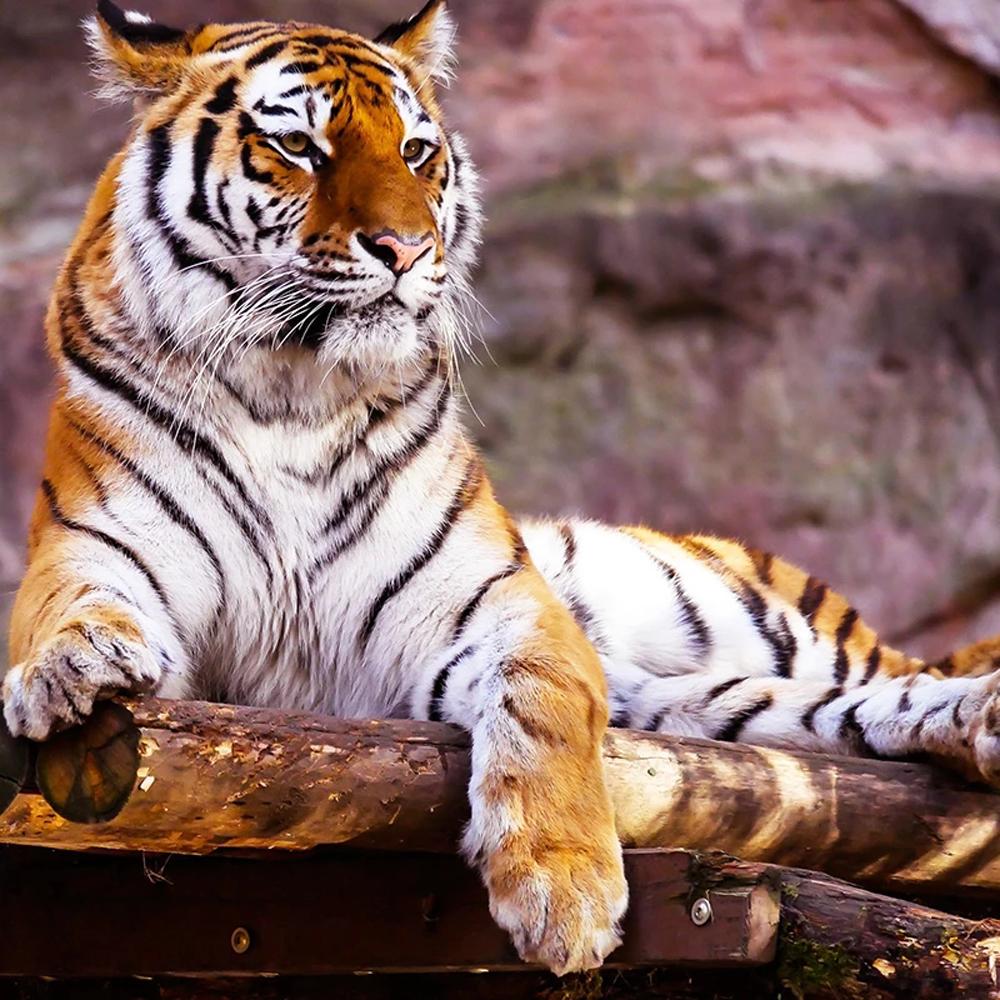 5D Diy Алмазная картина животное Тигр Кот Алмазная вышивка Пейзаж Мозаика Вышивка крестом Домашнее украшение Рождественский подарок