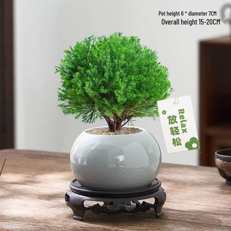 Green Pine Bonsai: Indoor Chinese-Style Potted Plant for Relaxation and Decoration