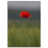 Canvas print, Poppy on a field