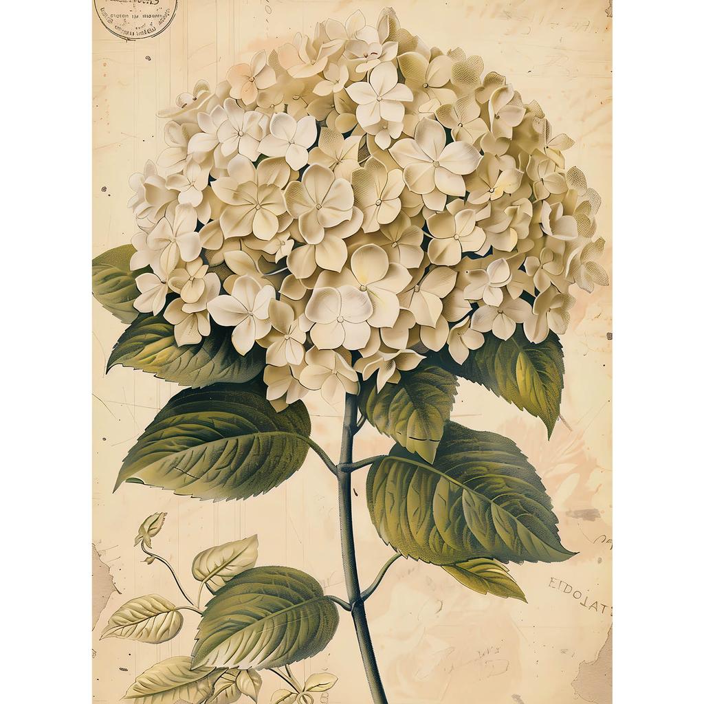 Klasyczna Hortensja Klasyczna Hortensja, 50X70 Cm, Bez Ramy, Papier Matowy 230 Gsm