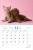 Календарь Накаёши Собаки/Ньян на 2025 год Каждый день – время отдыха > ([Календарь])