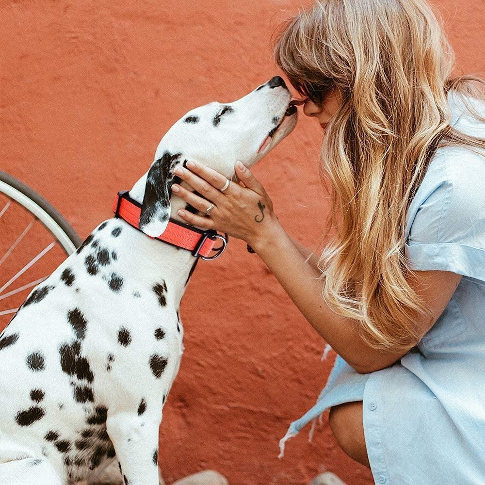 Buckle Nylon Durable Pet Collar Double D Ring Dog Collar Reflective Padded