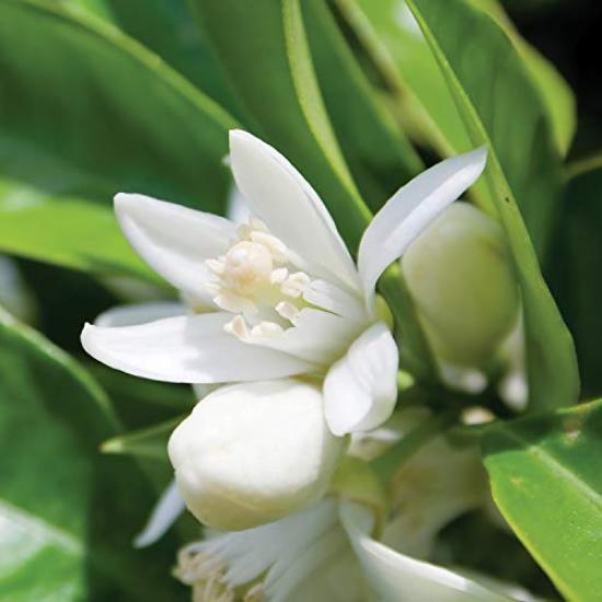 YARD REMEDIES Увлажняющий спрей с ладаном 45 мл NEAL'S (Высокий лосьон)