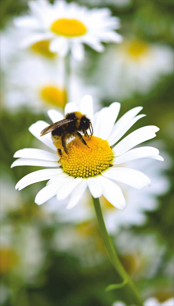 Картина-обогреватель "Ромашка" на пленке Monocrystal 105x60 см 300 Вт